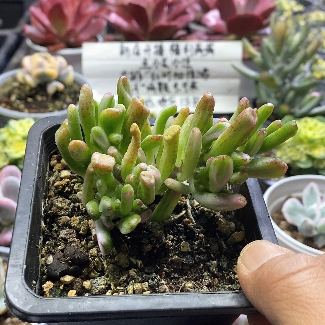 25109吸财树锦群多肉