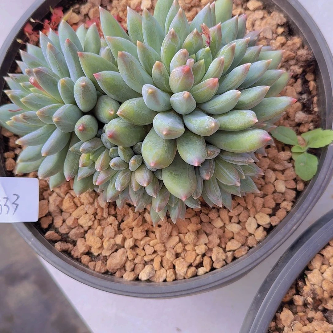 1833重楼多肉植物