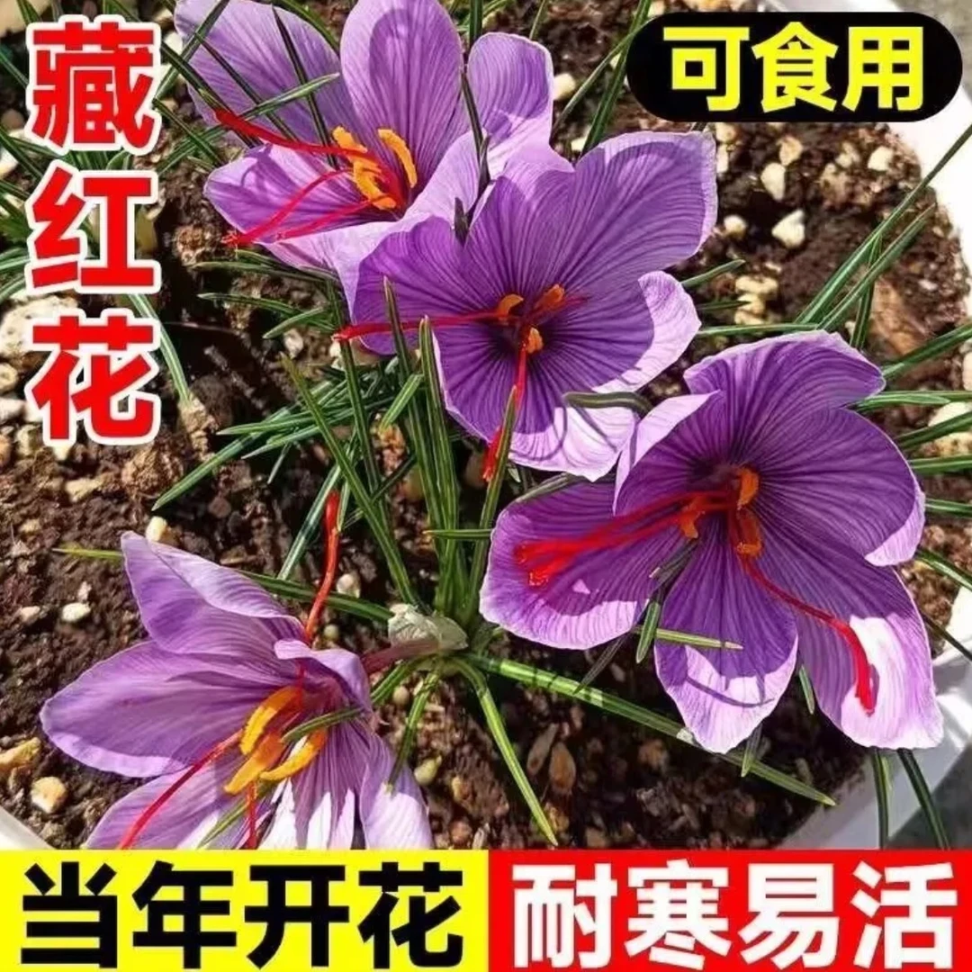 【正宗藏红花精品种球 】耐寒耐冻室内外阳台花园简单好活