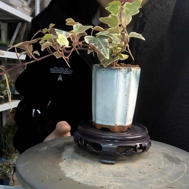 清*悠小盆景小植物一物一拍178