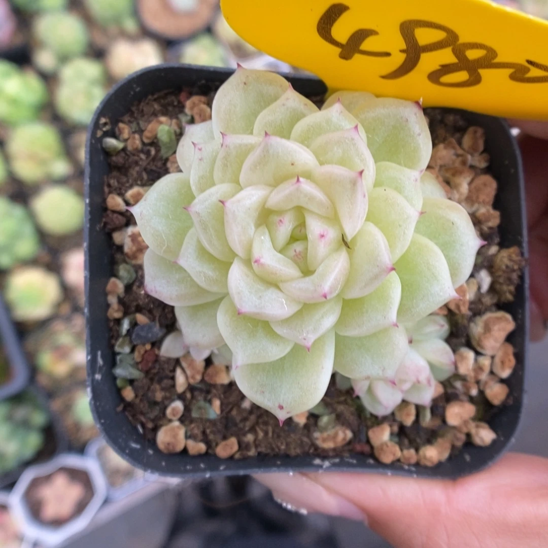 S***3油透麦秆4980号。