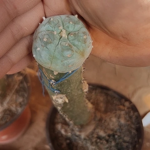 3119白肌乌鱼仙人球系列