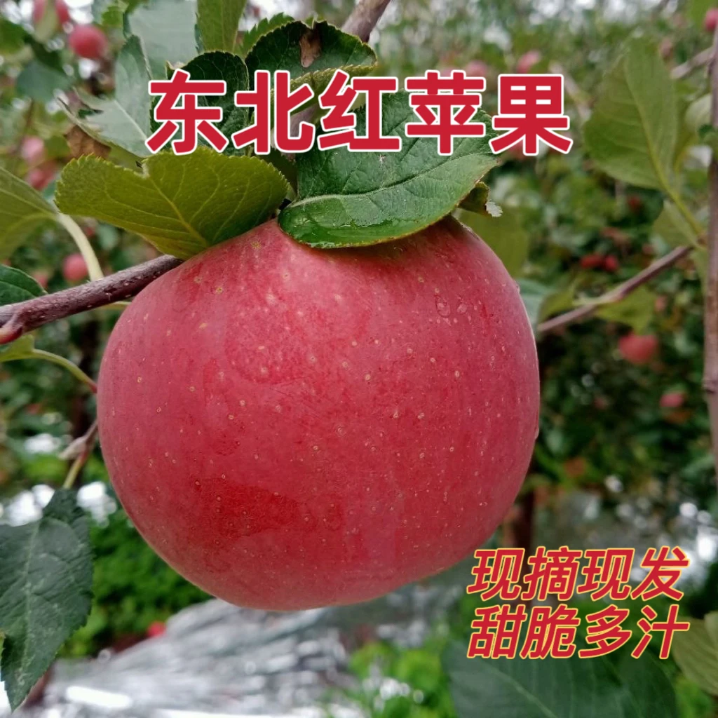 东北红王浆苹果 红将军苹果 当季新鲜水果 脆甜多汁 现摘现发