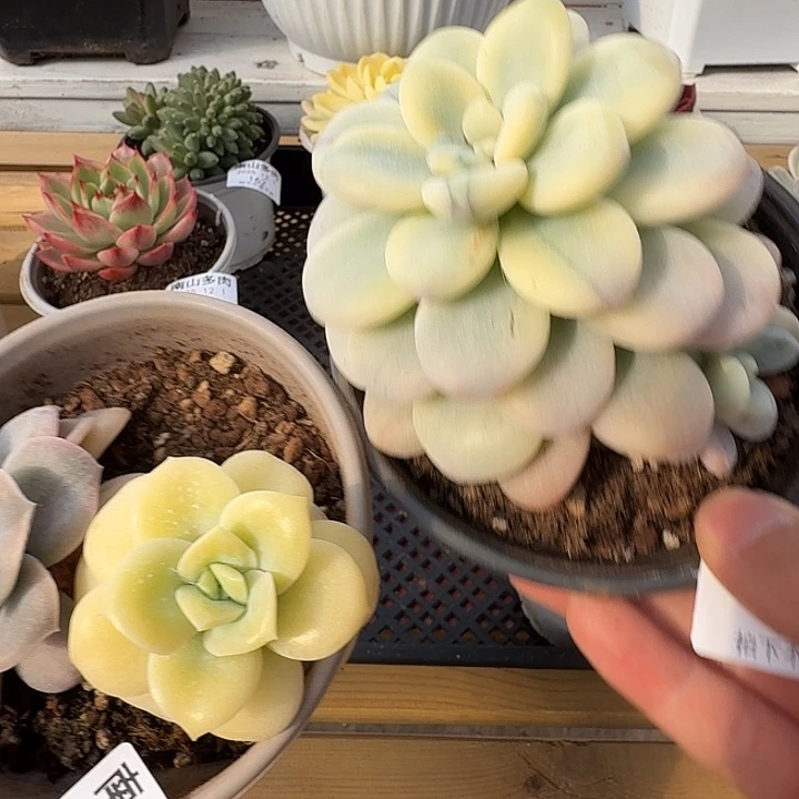 H***o可爱玫瑰锦和洛神锦111121-157-158