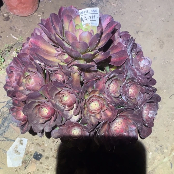 111倾城中班多肉种植