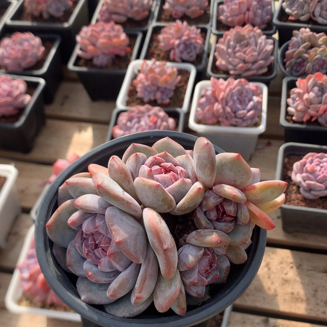 11厘米七头红宝石溏心石榴籽 305