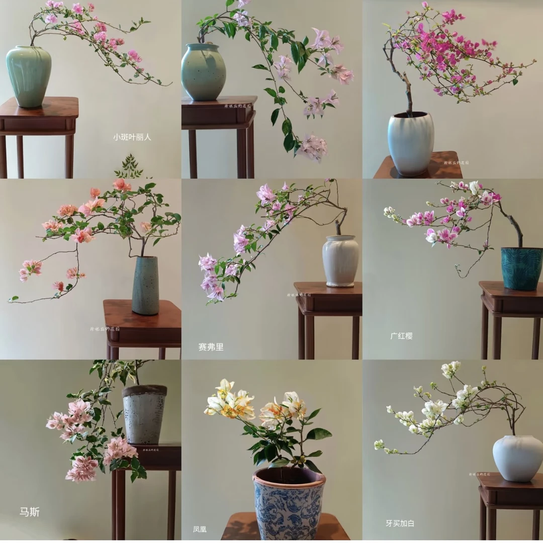 三角梅盆栽带花发货盆苗四季循环开花阳台庭院爬藤花卉好活