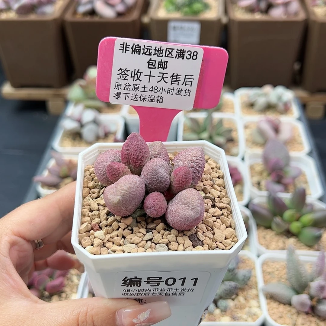 011腹部多肉植物