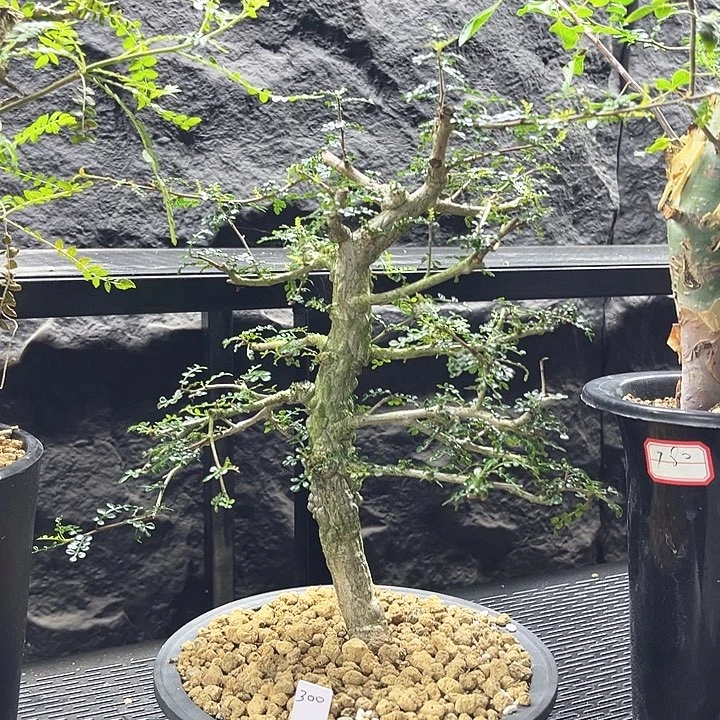 列加橄榄一一物一拍