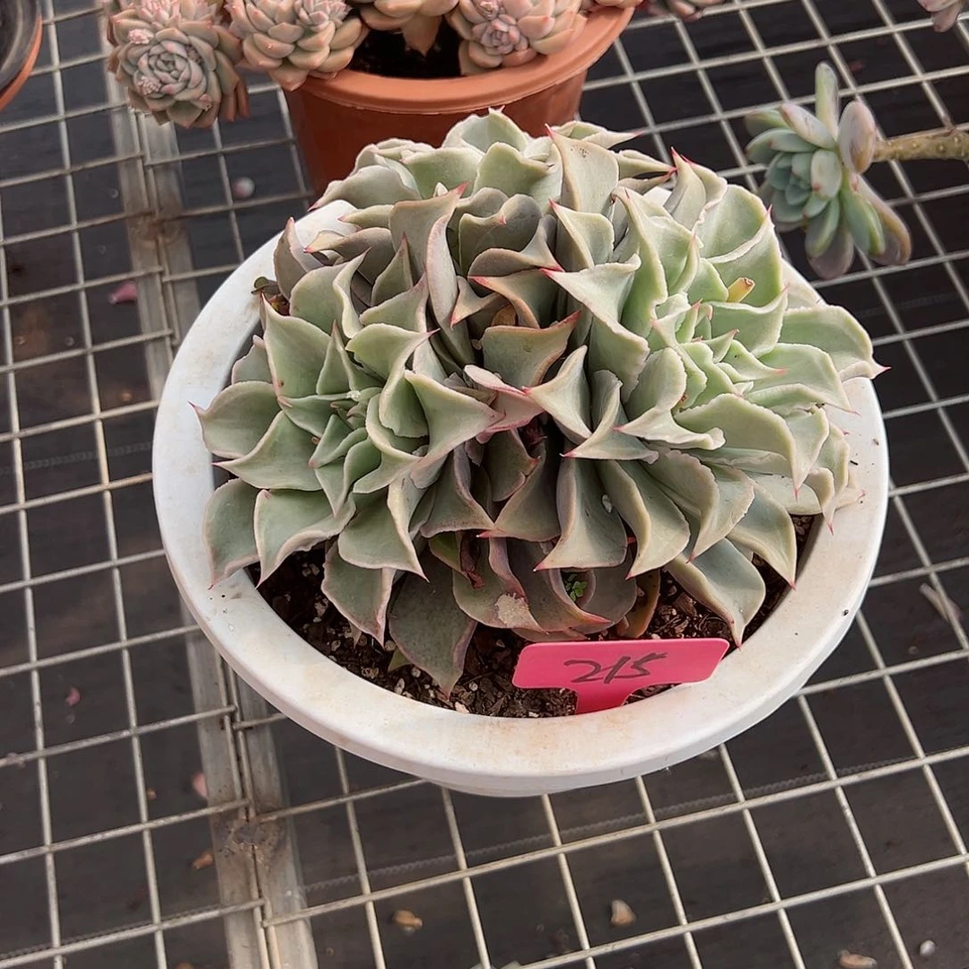 用****7215饺子皮多肉植物