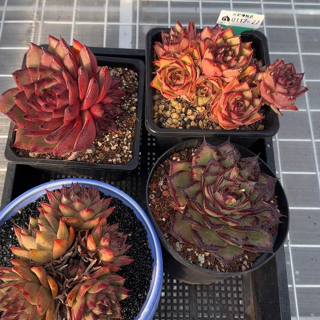 从前慢花园精选0117-27