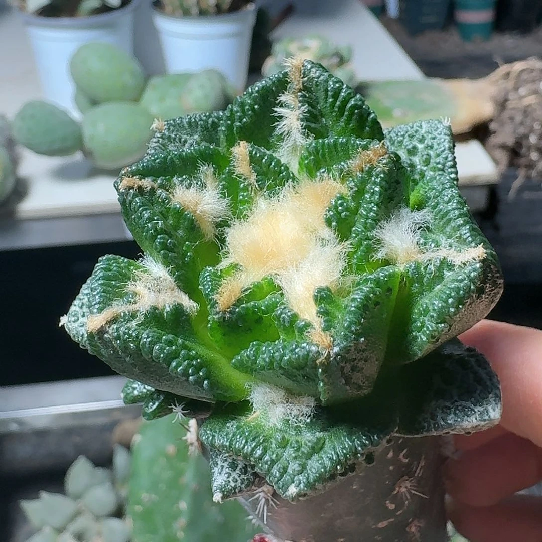【闪购商品】无花朵大尤博士辛顿490