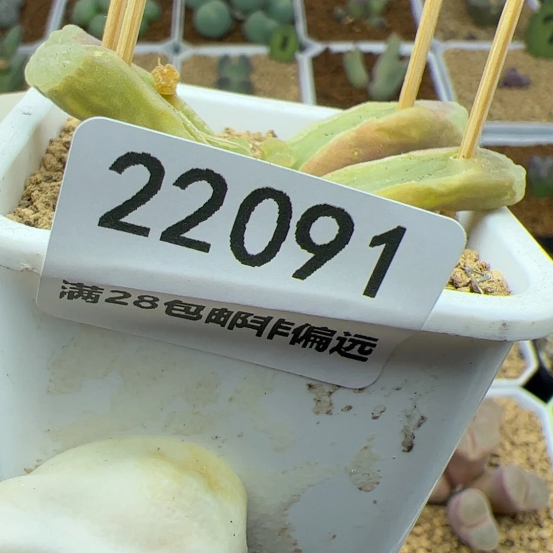 发****在好看的小肉肉22091