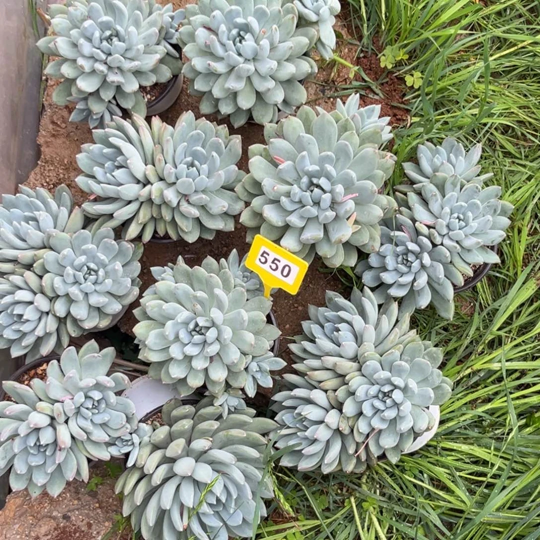 袁*瑶光多肉植物550