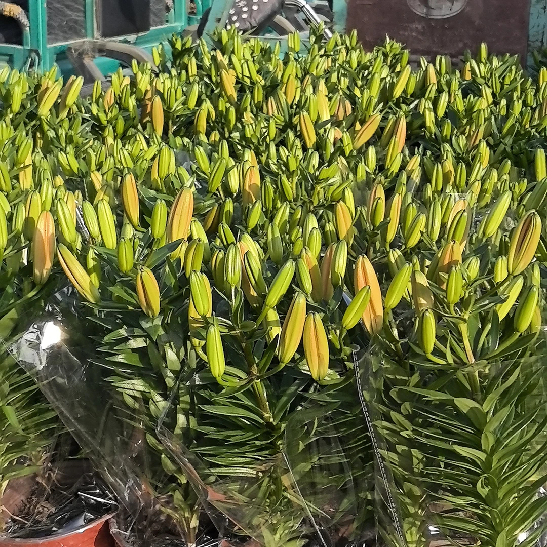 亚洲百合发香水百合鲜花束水养适合家用装饰红色