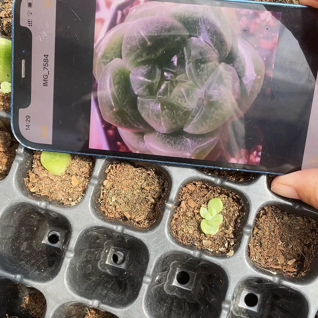 真棒2 小中苗穴一个满25包邮