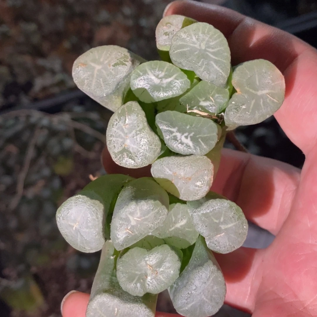 3020 十二卷一颗实生大万象 挑大的炸 周末整点福利