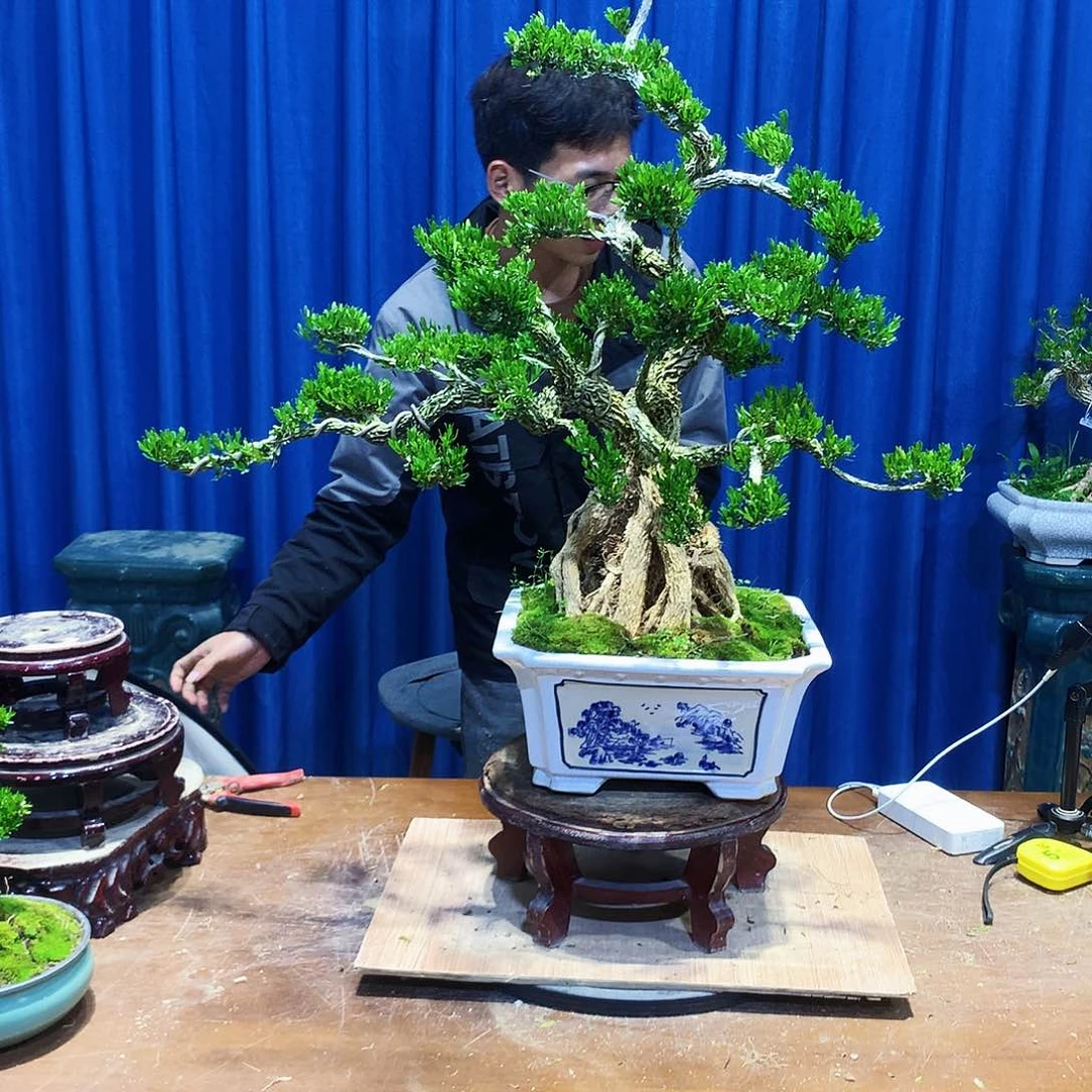 黄杨盆景一物一拍