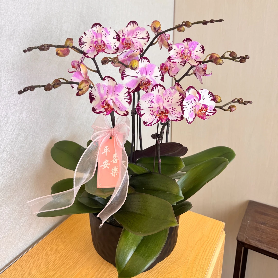 《魔术师》小众稀有带闪电边欧品蝴蝶兰  室内绿植花卉送礼年宵花