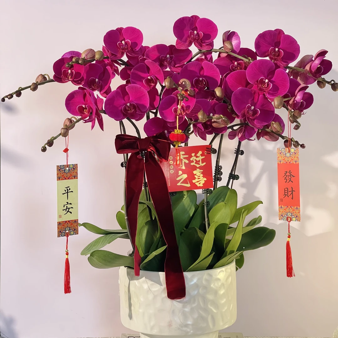 花中精品 红色系喜庆乔迁蝴蝶兰【大辣椒】 花期长 好养耐养