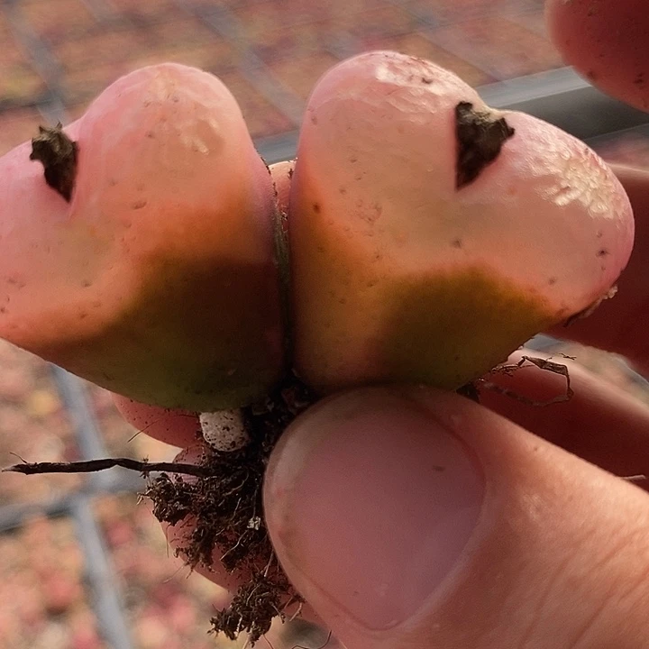 双头母本冰魄有伤一颗。