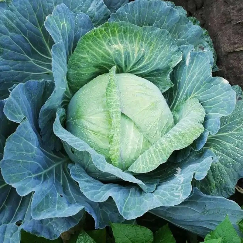 京丰一号甘蓝种子耐高温耐热包菜种子卷心菜籽秋播蔬菜香菜种子