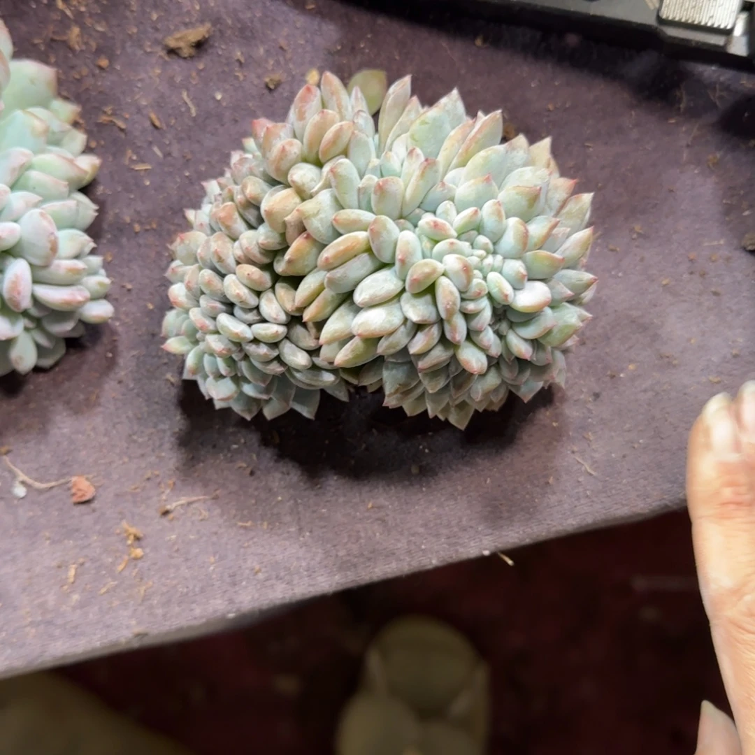星影缀化一物一拍