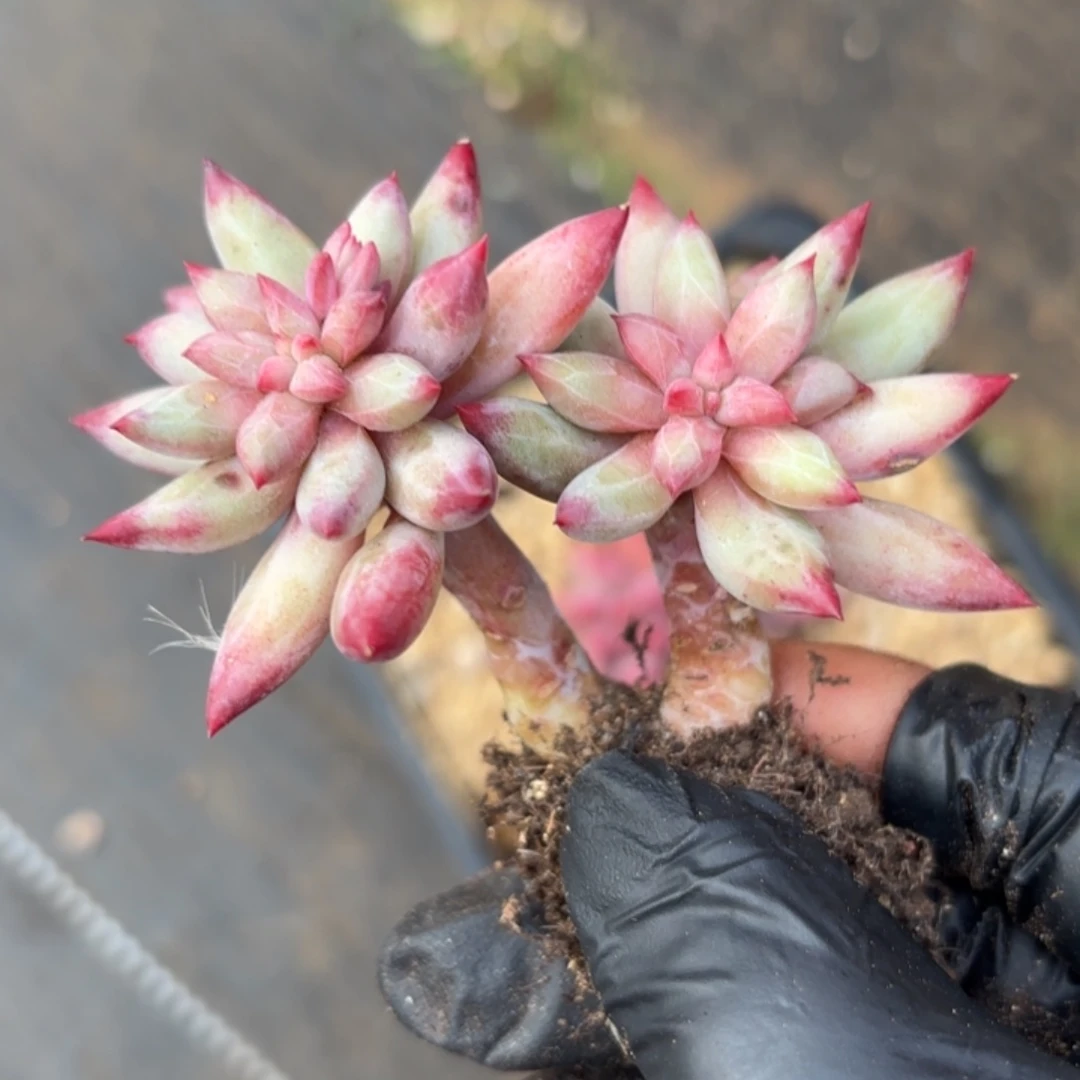 羊*儿羊肉肉肉肉肉肉肉肉肉