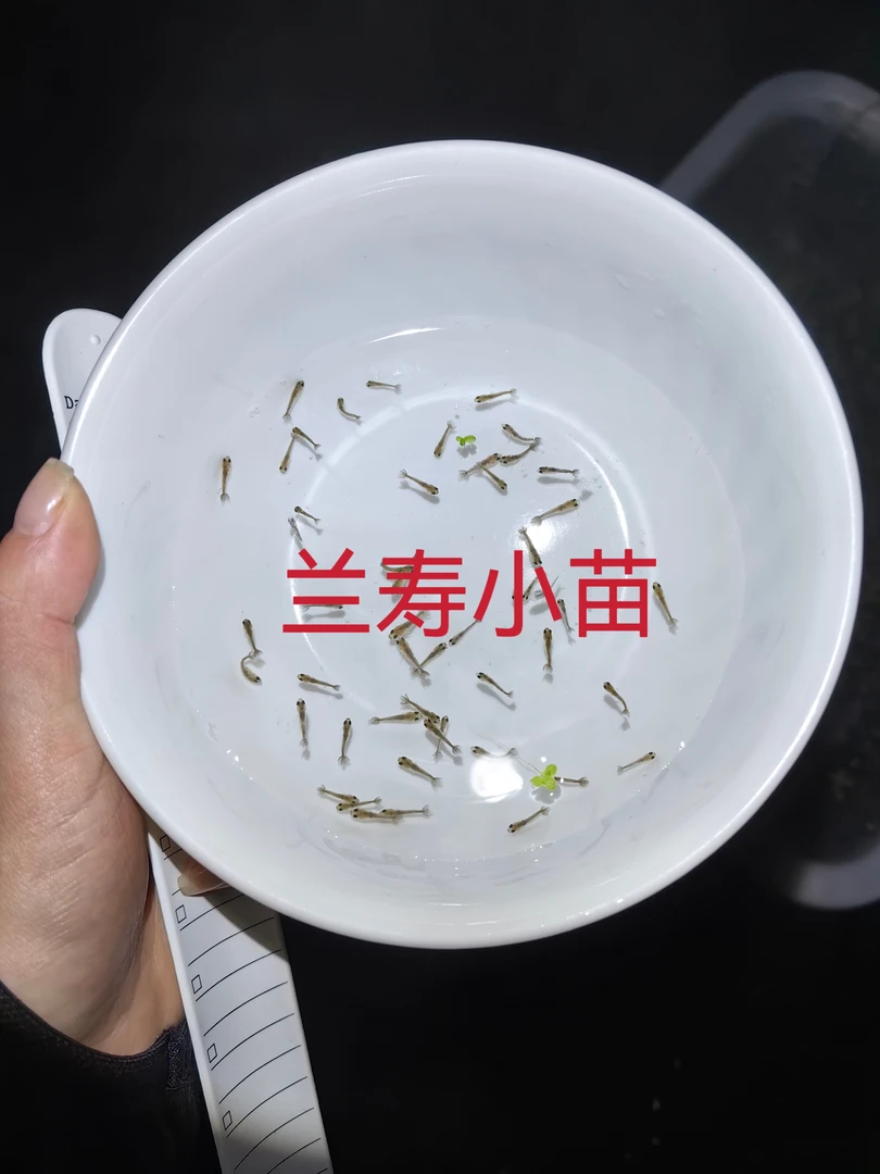 1㎝左右兰寿小苗小水花幼苗淡冷水活体观赏鱼福州发货新手好养饲养