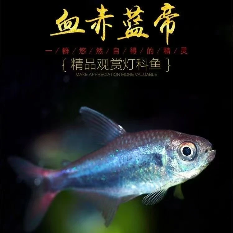 泡泡小鱼 血翅蓝帝灯鱼小型热带灯鱼群游鱼闪光蓝线灯科淡水草缸