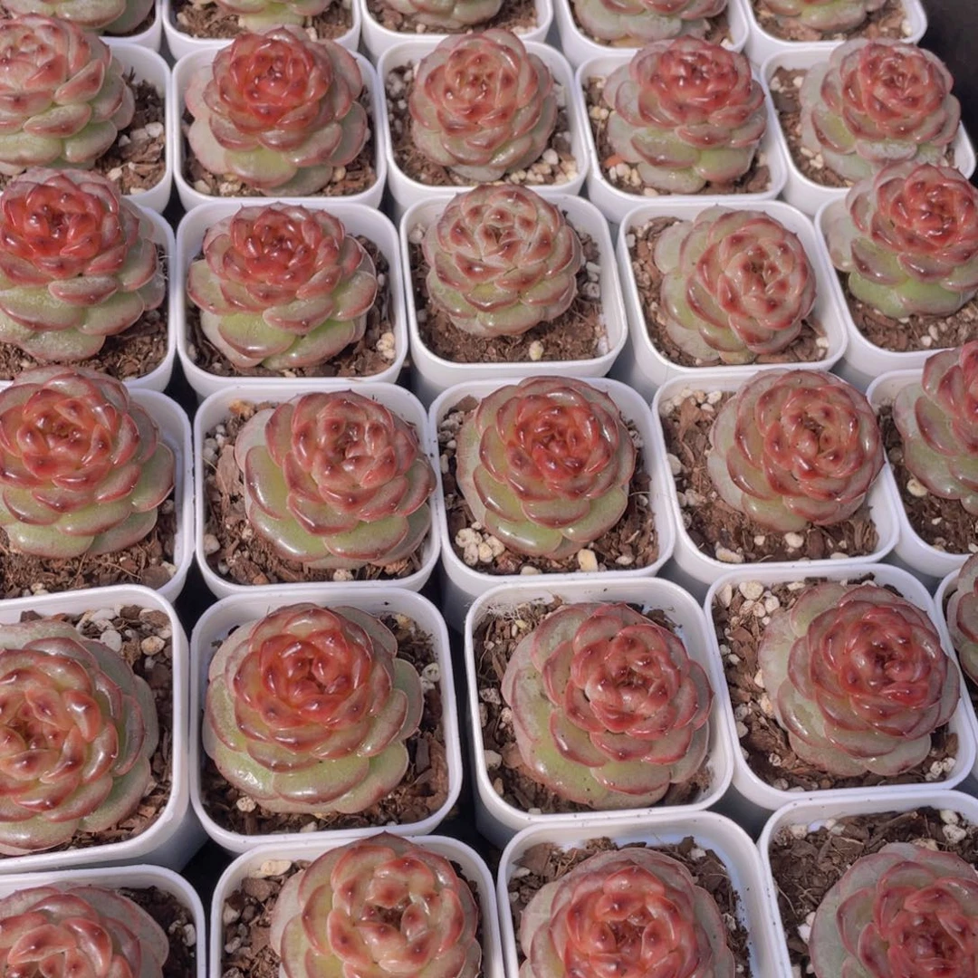 量拍10号 焦糖云朵珍妮单头一个