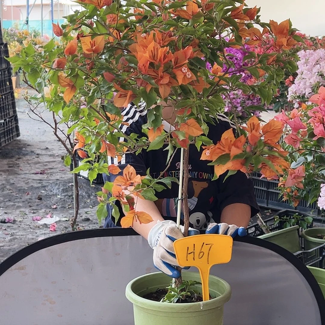 用***9大部分花苞少量开放H67橙桑巴