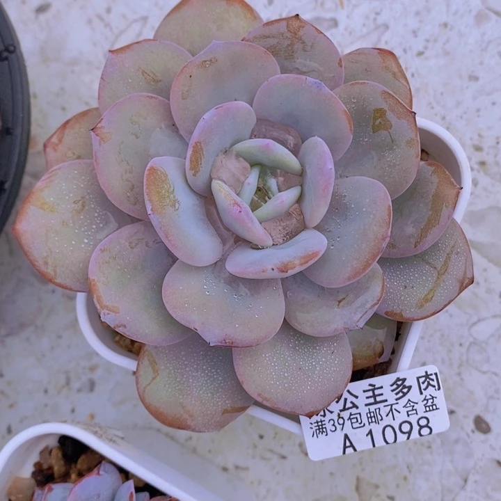 奶茶8cm1098多肉植物