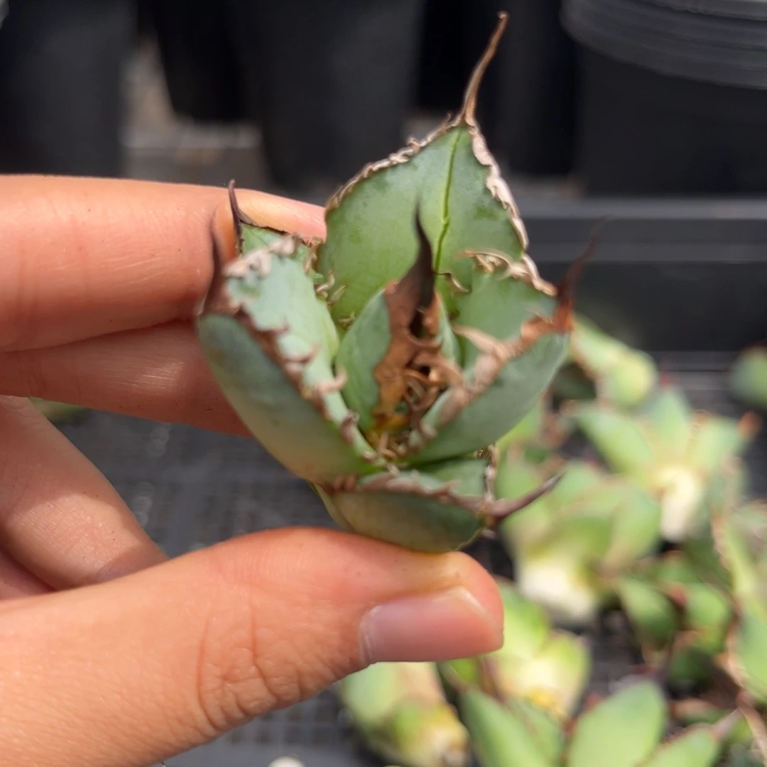 龙舌兰仁王冠芽子