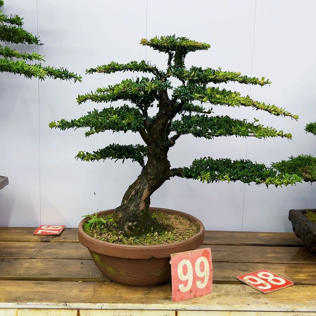 【闪购商品】罗汉松盆景艺术展等