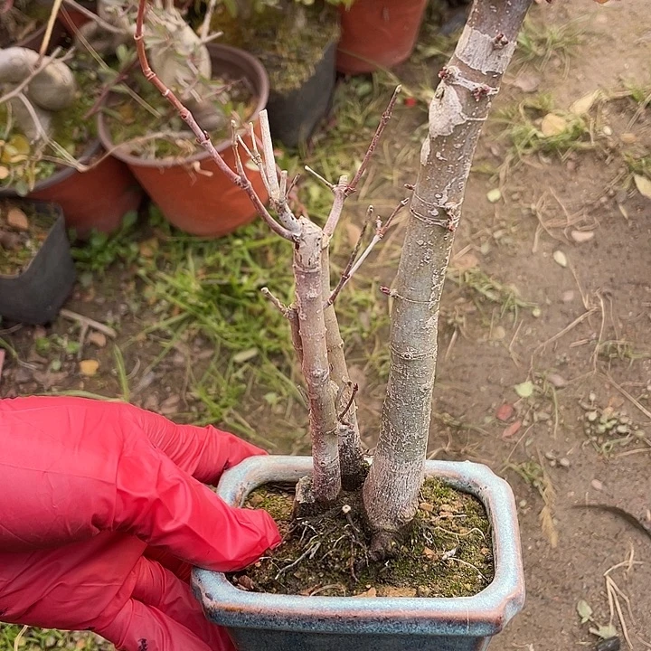 心***海无花朵30菊花菊花计划经济好