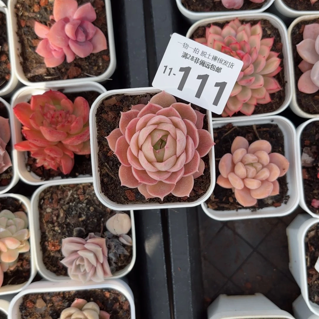 昂斯诺单头一物一拍