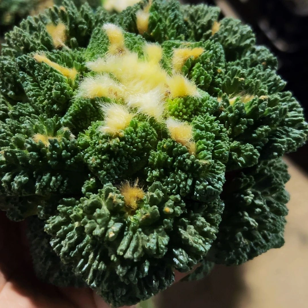 你***一无花朵炸尤哥斯拉牡丹538