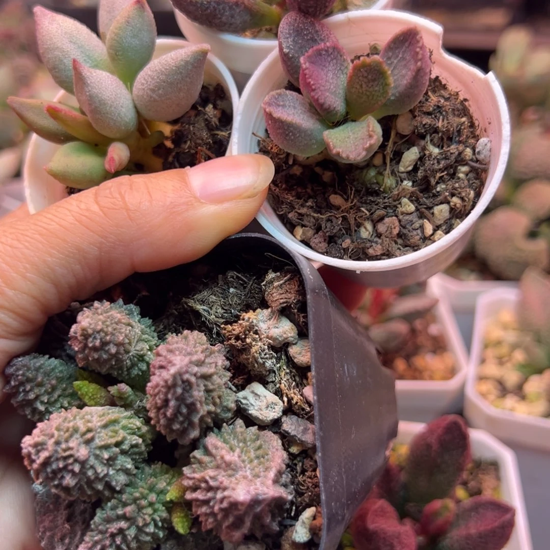 小***，我在你心里就是最重