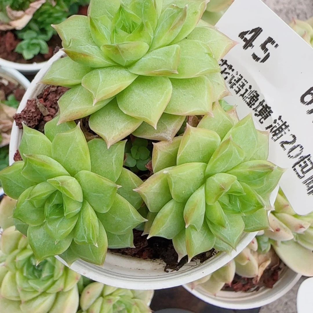 乍***欢花语逸镜0630-45散