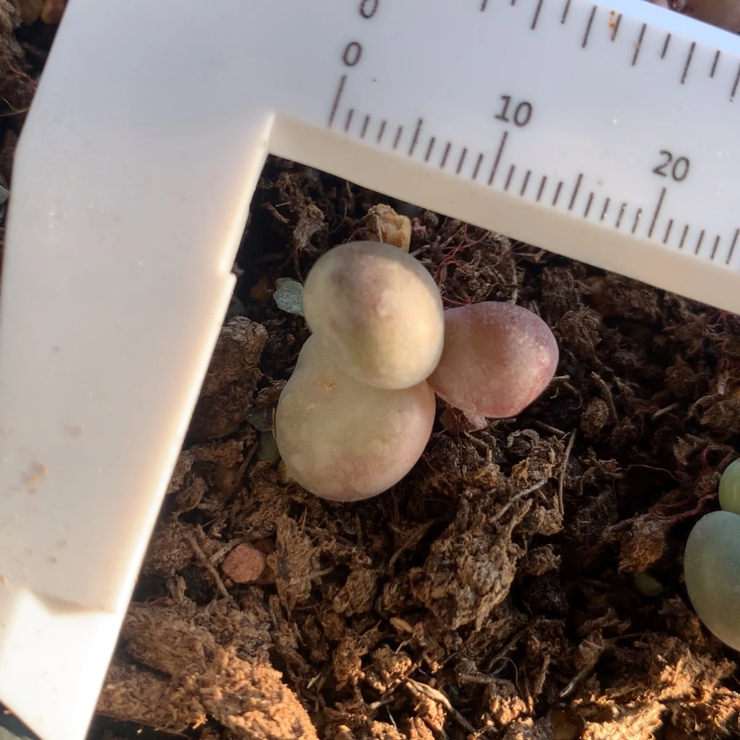 红拉丝基因 不满28发到付，发一片叶，~