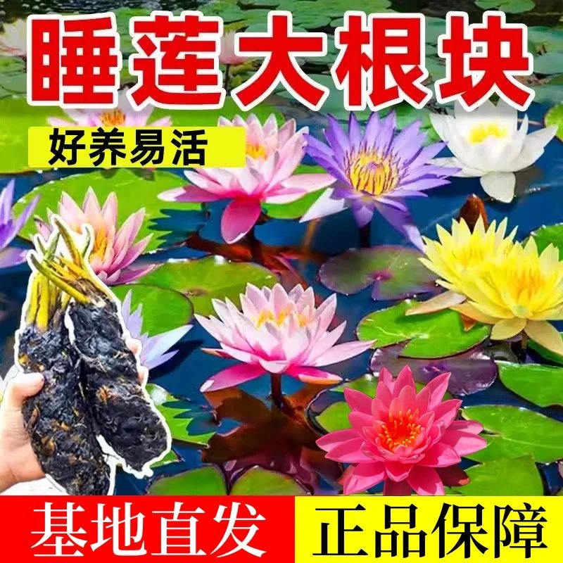 睡莲根块莲花荷花水培植物池塘鱼缸水养睡莲花