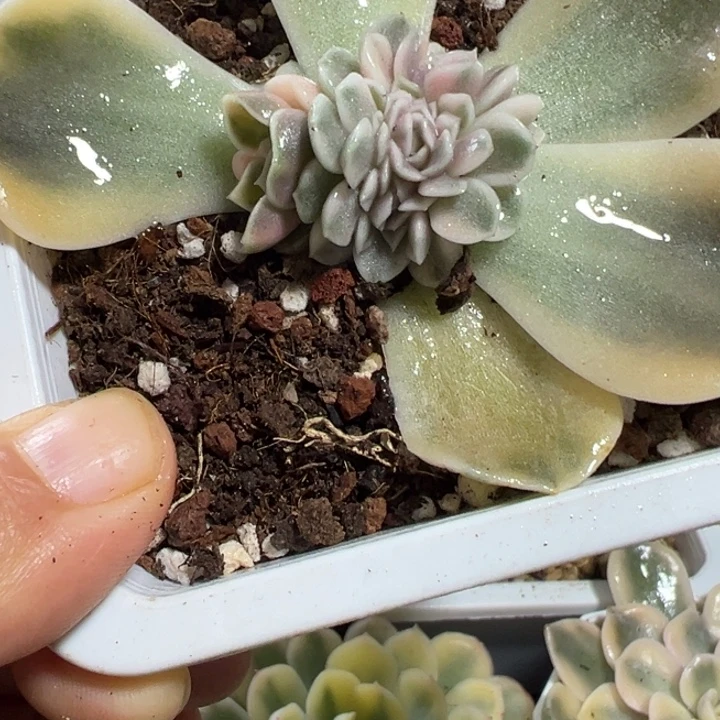 汉堡锦缀多肉植物