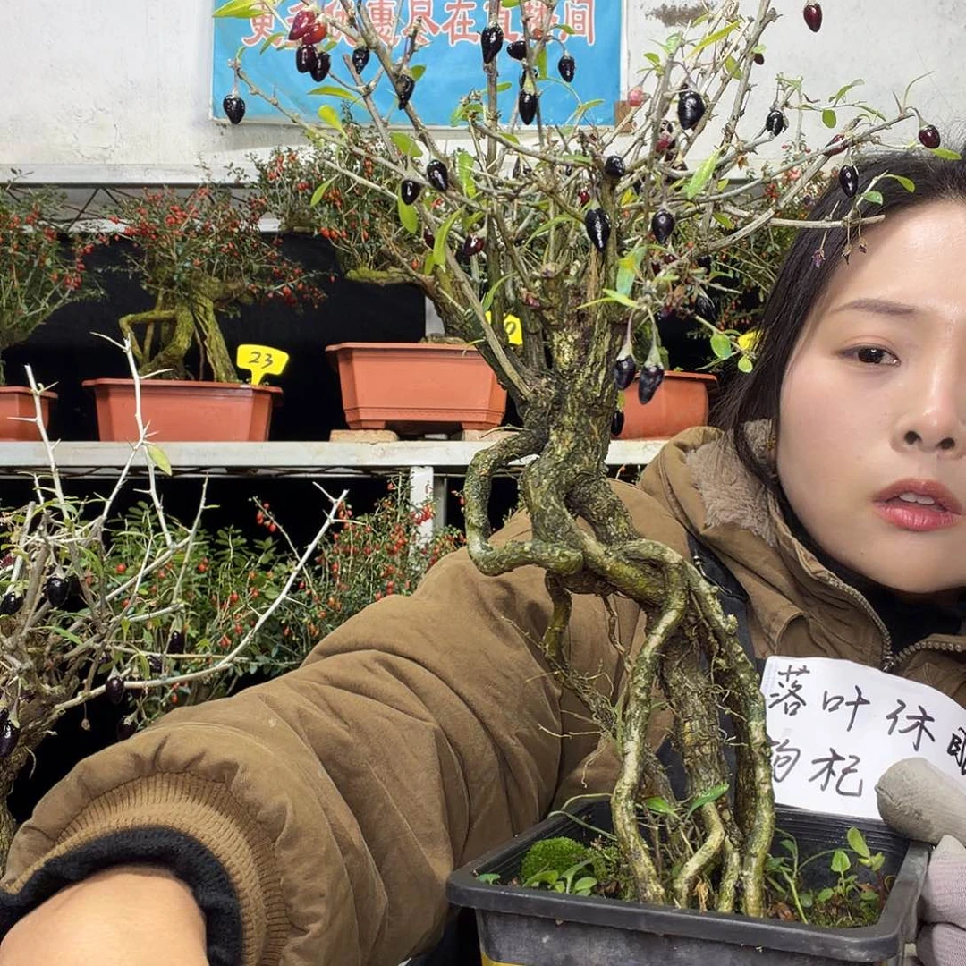 于***门完全开放枸杞盆景