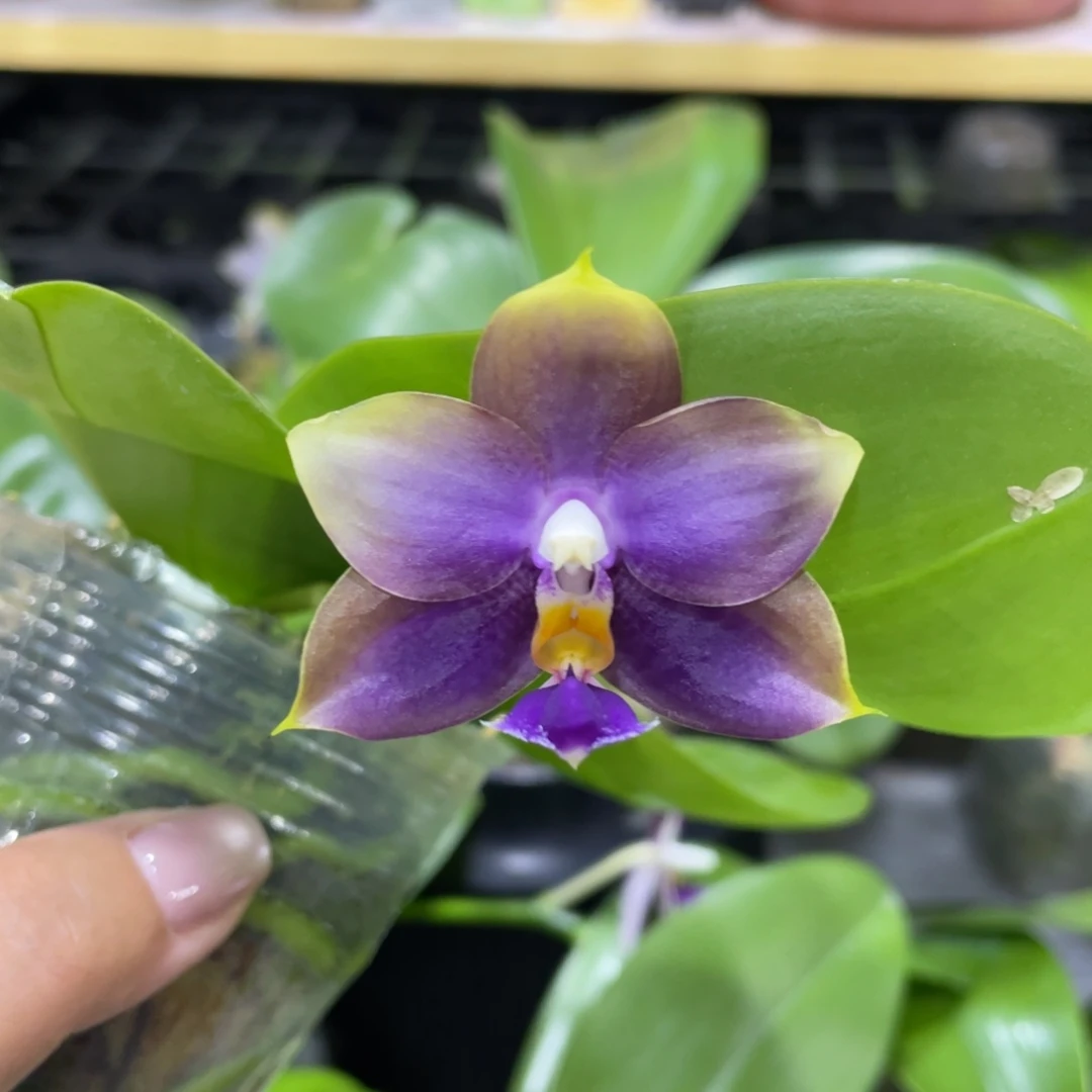 完全开放Yw16开花株