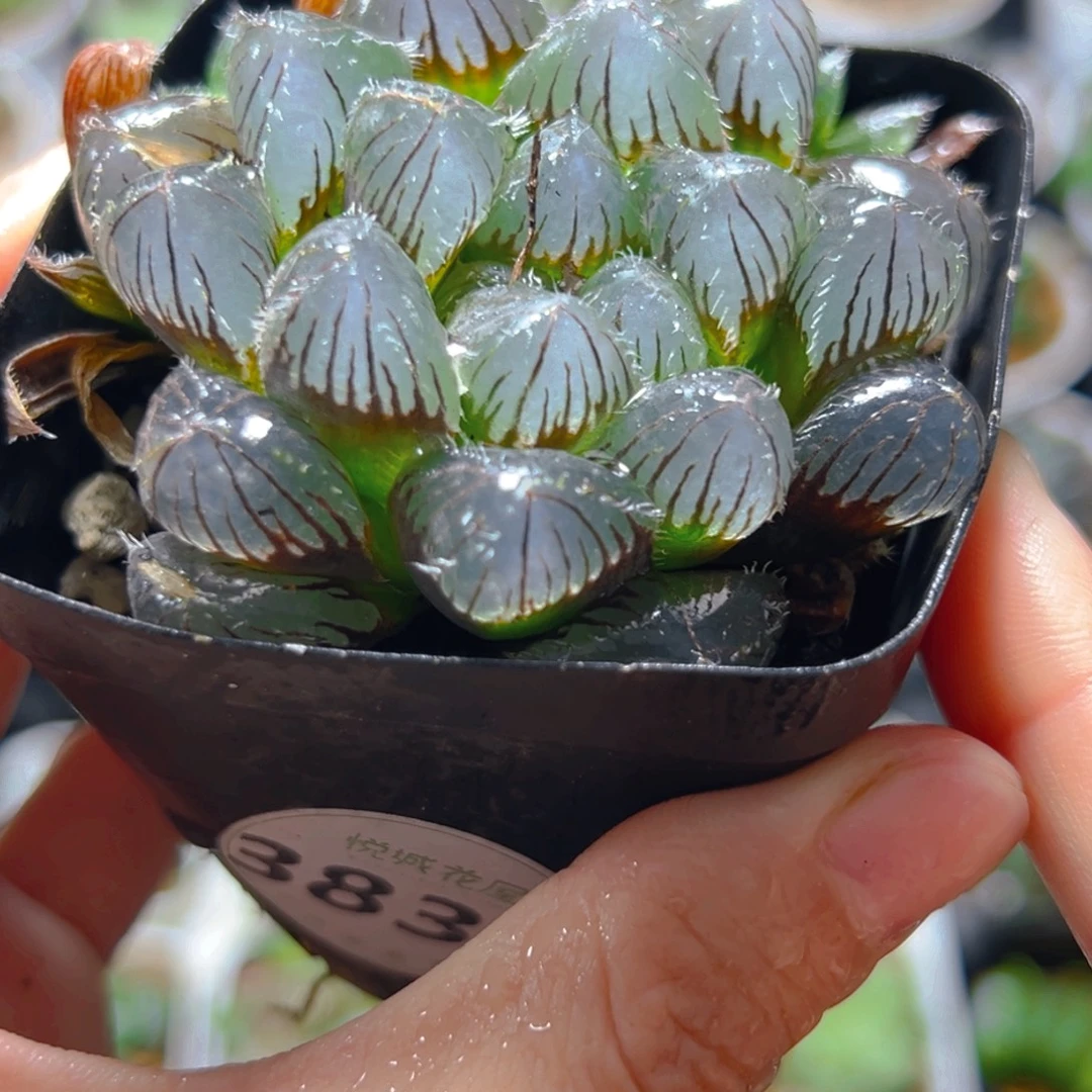 3834多肉植物一颗多肉