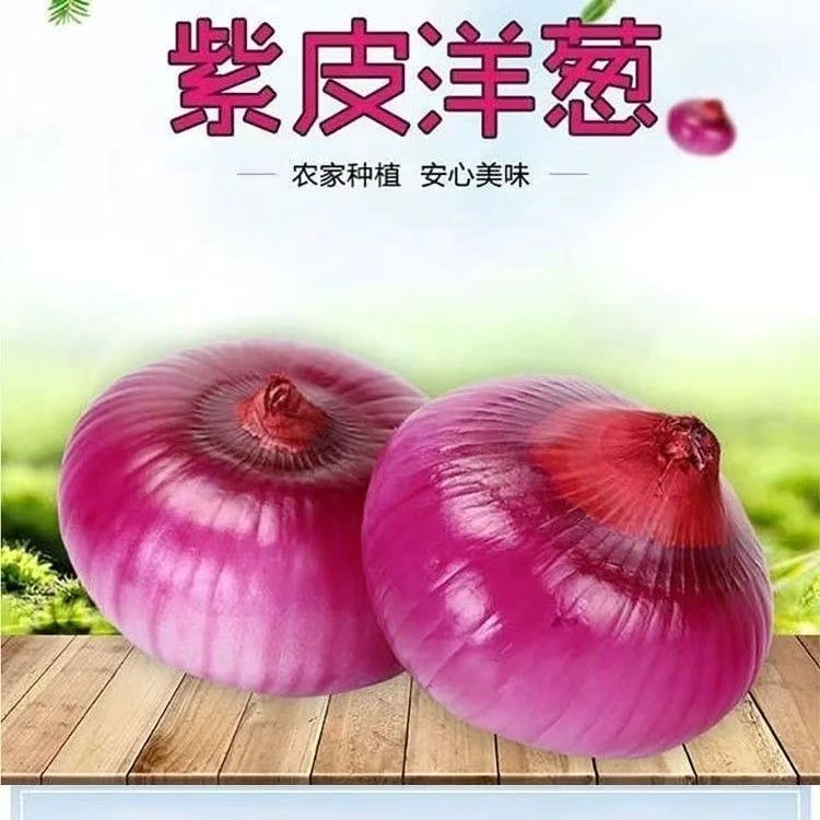 【今年新品】当季紫皮洋葱买5斤送5斤/新鲜紫皮炒菜凉拌河南洋葱