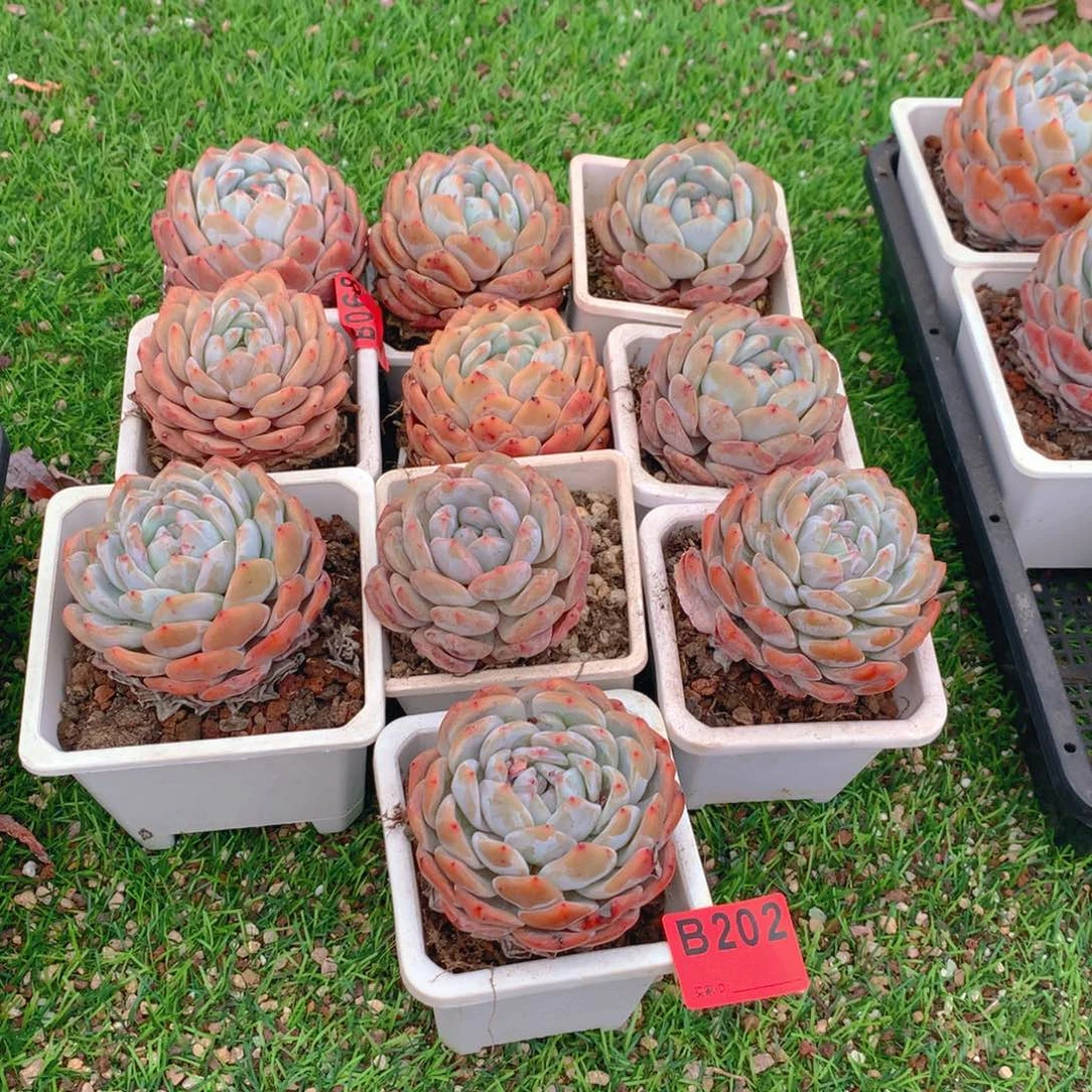 202橙子多肉植物