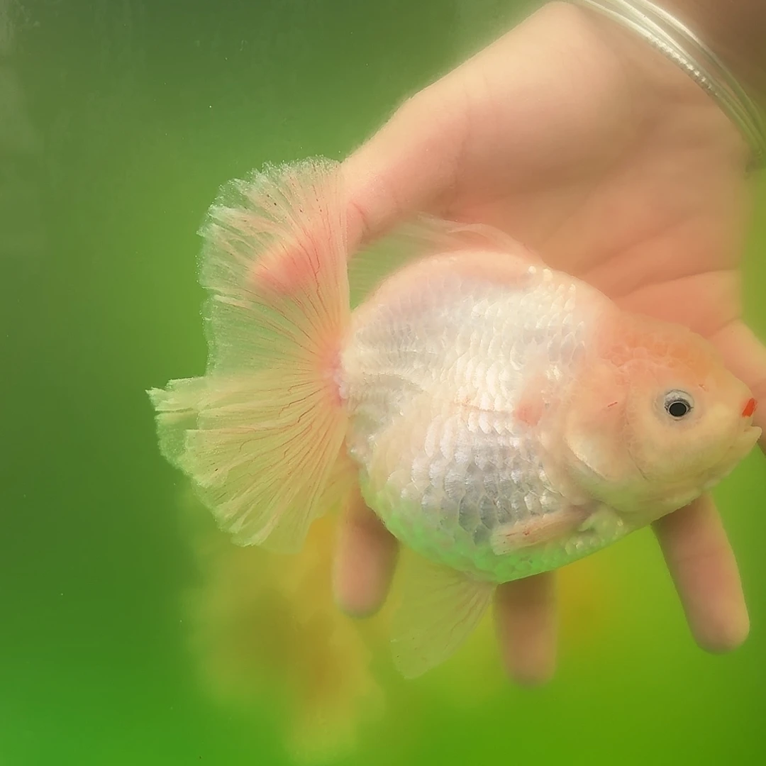 海水鱼百褶泰狮 小红嘴