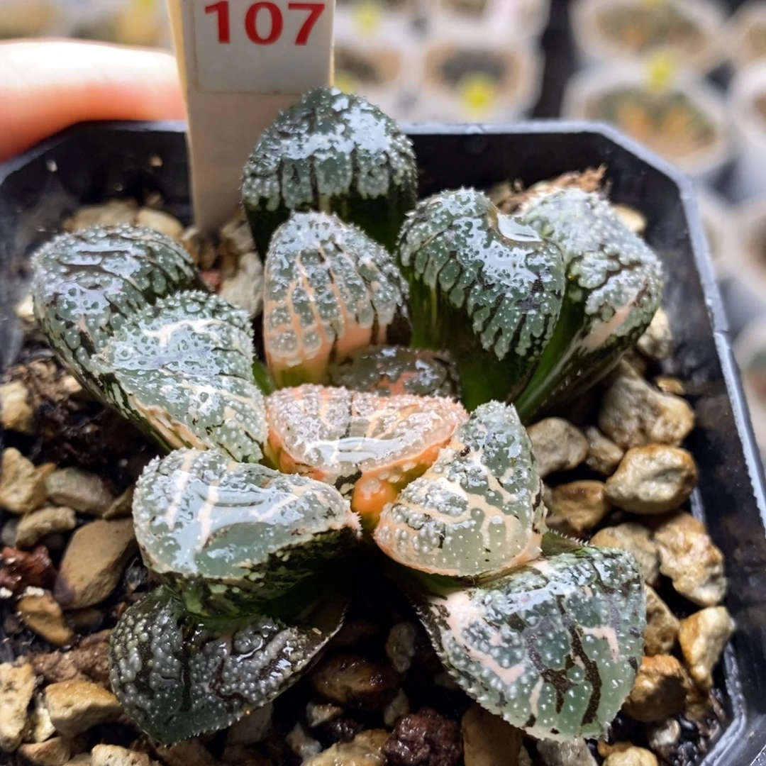 107号魔多寿锦多肉